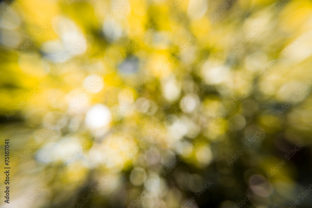 Obraz premium bokeh leaf of nature background