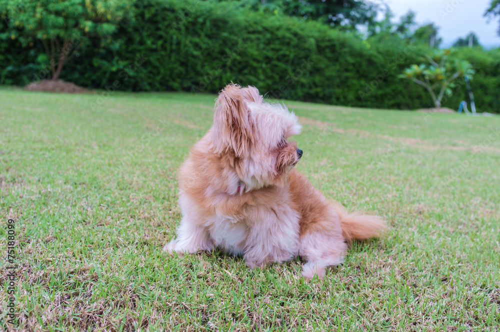 Fototapeta premium Fluffy Mixed Breed Dog