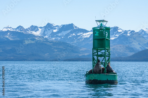 Sea Lions