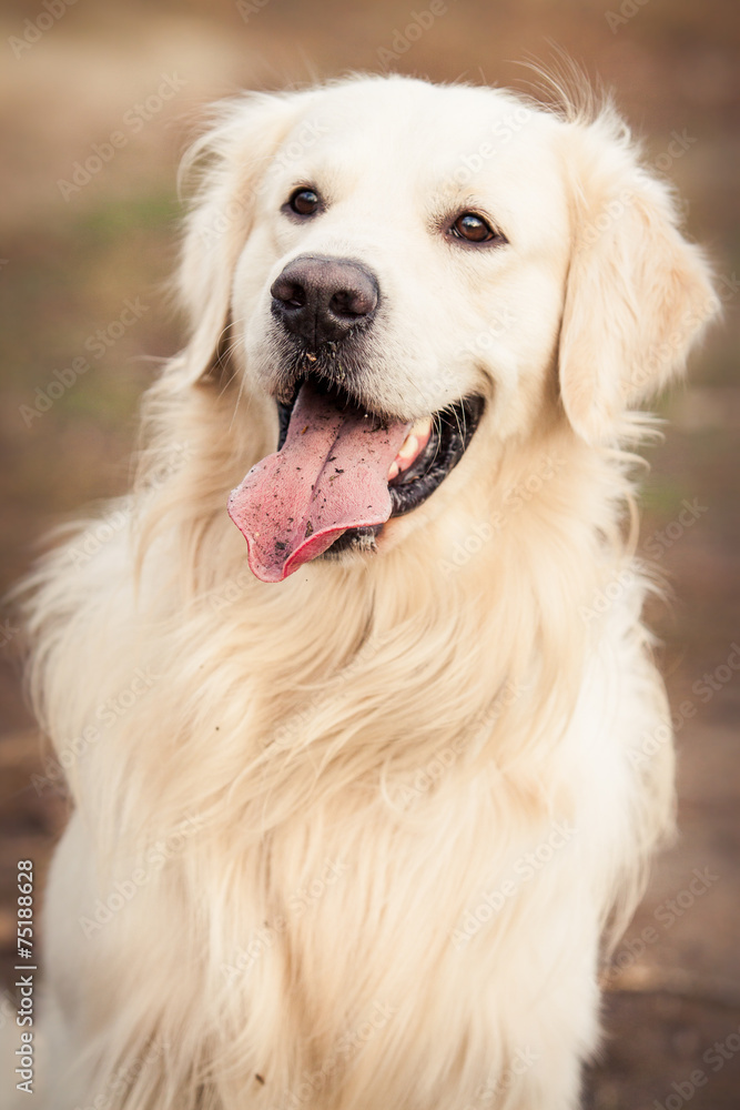 young golden retriever dog young golden retriever dog