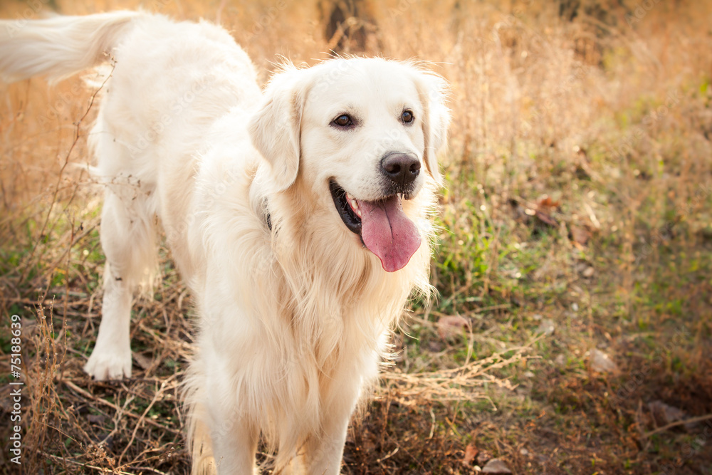 young golden retriever dog young golden retriever dog