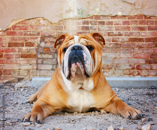 Schilderij op canvas bulldog