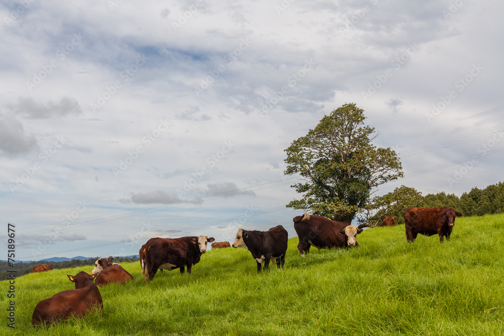 Queensland cattle ranch Queensland cattle ranch