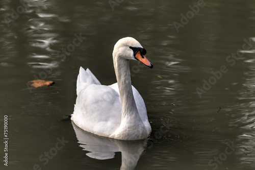 white swan