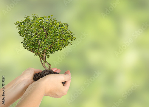 Fig tree in hands