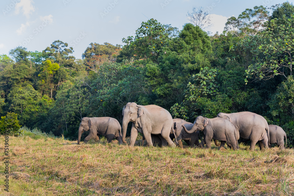 Group of Wild Elephant walking on the field