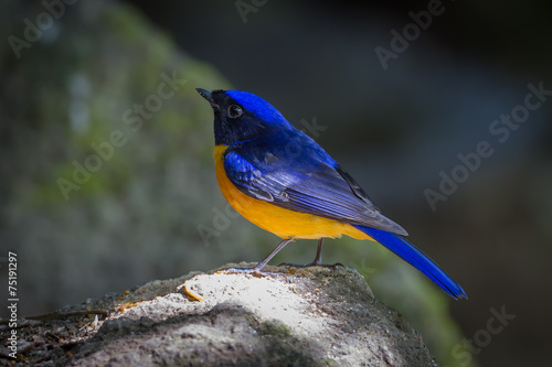 Rufous-bellied Niltava ( Niltava sundara) in nature photo