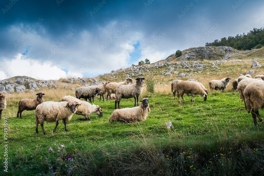 Fototapeta premium Flock of sheep