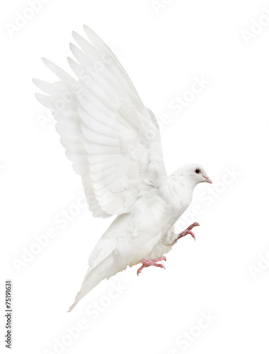 mooving isolated pure white pigeon