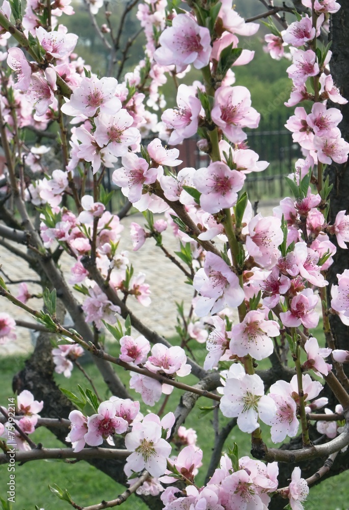 Flowering tree Flowering tree