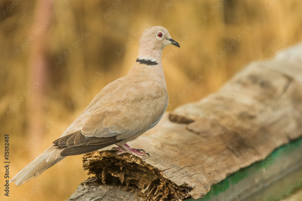 Fototapeta premium Streptopelia decaocto