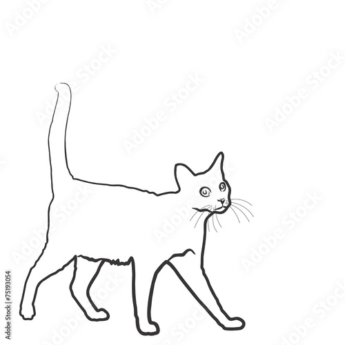 Кот