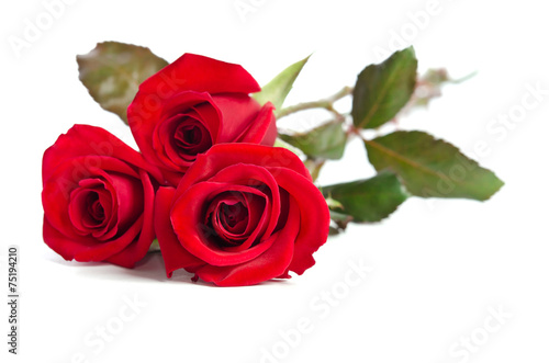 beautiful three red roses isolated on white background