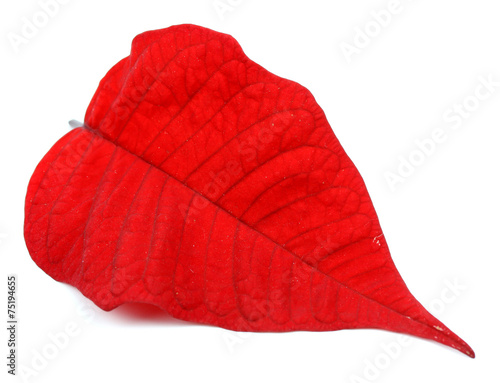 Fototapeta Naklejka Na Ścianę i Meble -  leaf detail Easter plant poinsettia