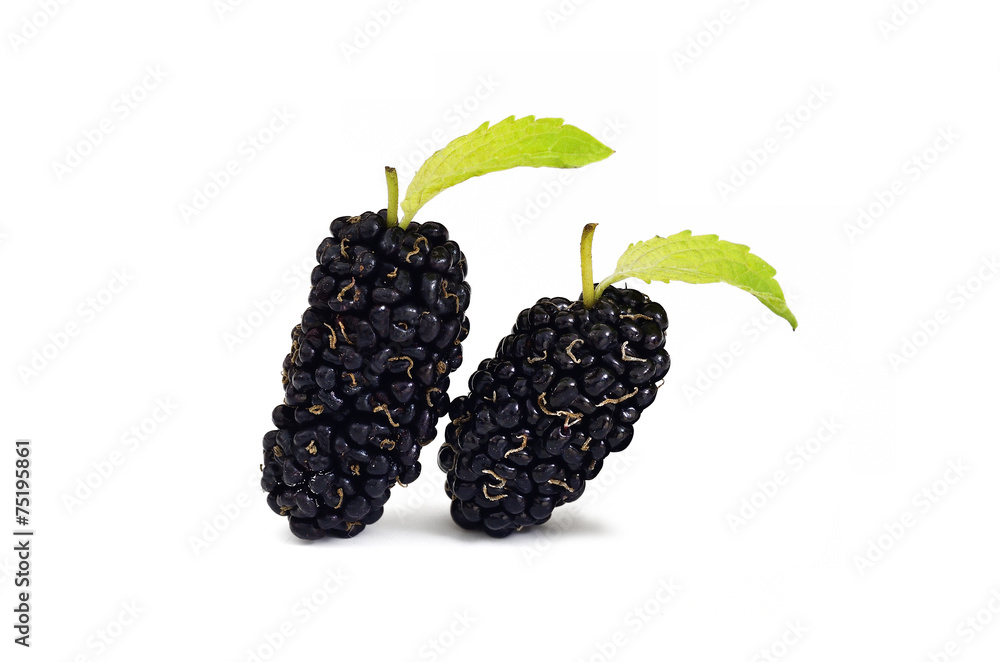 Mulberry with leaf isolated on white background Mulberry with leaf isolated on white background