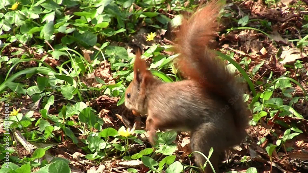 Cute squirrel Cute squirrel