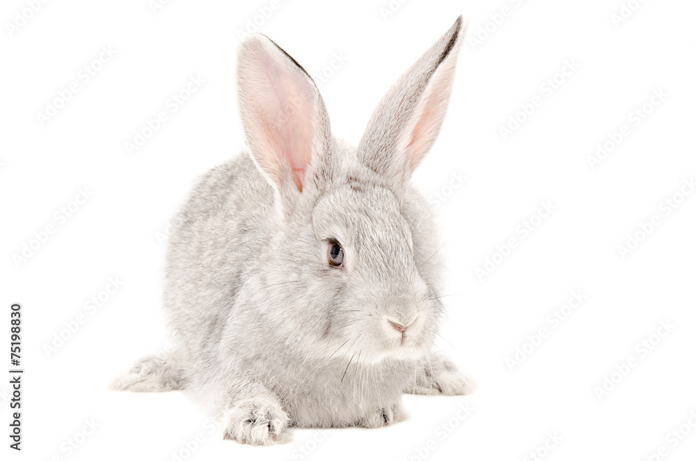Naklejka premium Portrait of a gray rabbit