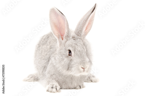 Portrait of a gray rabbit