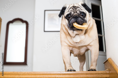 Pug with a round bone in mouth