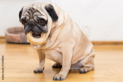 Pug with a round bone in mouth © michalz86
