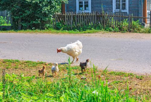 Hen with chicks walks in the country yard