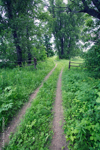 dirt road in the woods