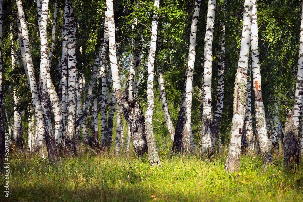 Obraz premium birch grove in the Urals
