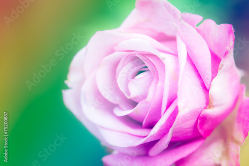 Closeup beautiful macro pink rose