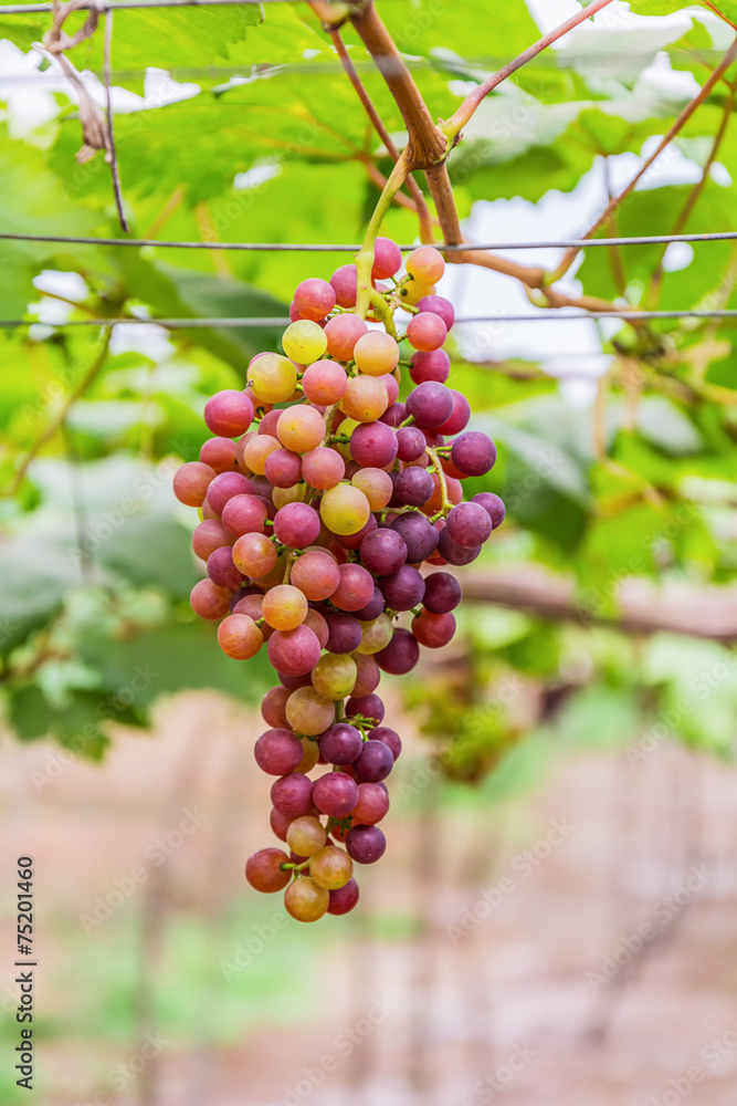 Grape vines Grape vines