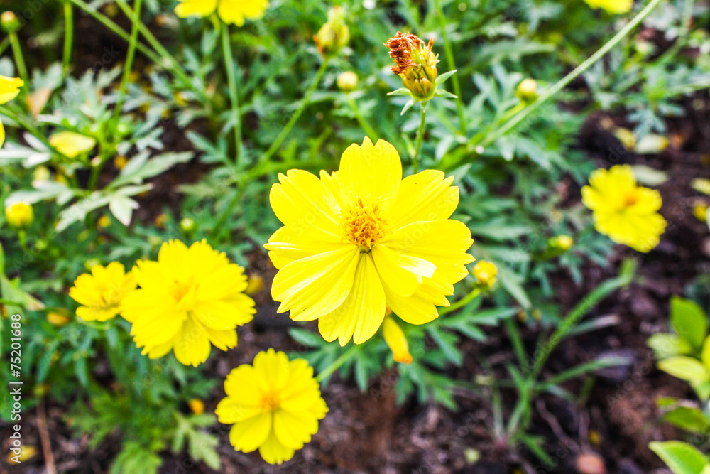 cosmos cosmos