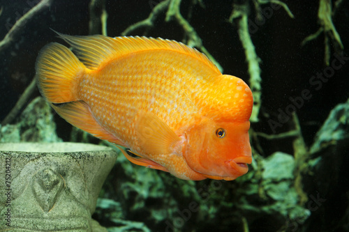 citron fish