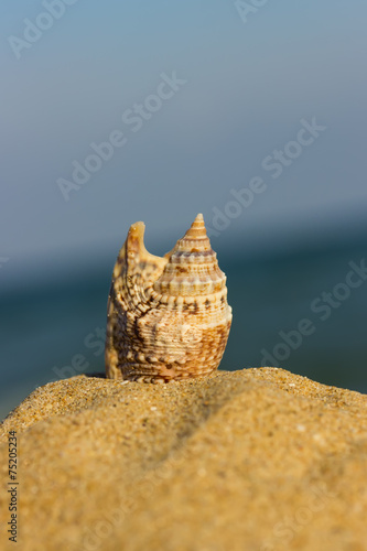 marine shell on the sand