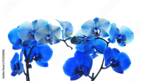 Orchideenrispen blau