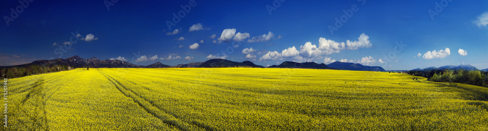Yellow rapeseed field under a bright
