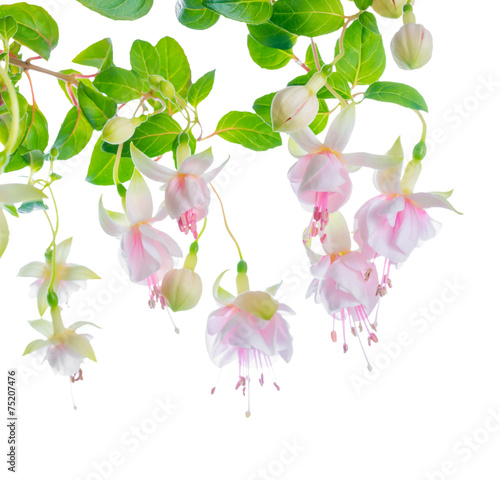 blossoming beautiful delicate white with pink fuchsia, isolated photo