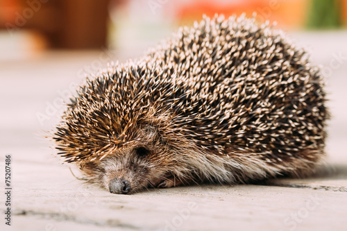 Small Funny Hedgehog On Wooden Floor