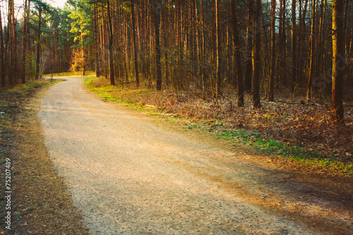 Spring Forest Road Under Sunset