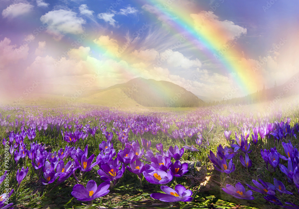 Naklejka premium Magic carpet spring crocuses
