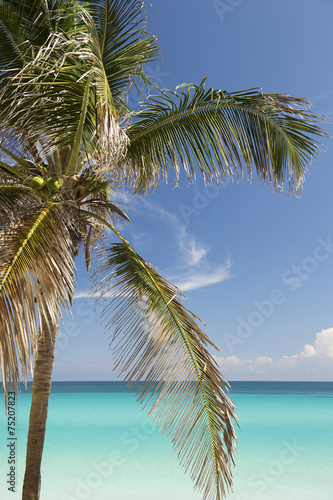 Bright Caribbean Beach with Palm Trees