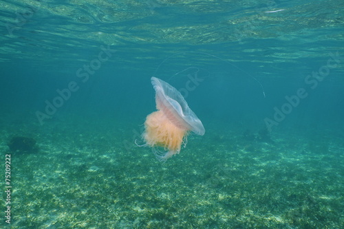 Pink Meanie jellyfish Drymonema larsoni photo