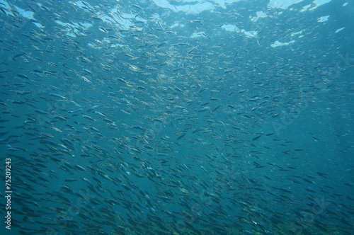 Shoal of small fish in the ocean
