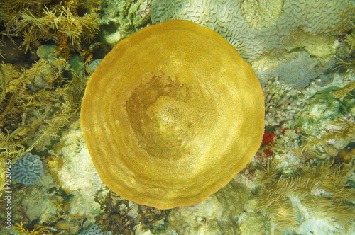 Underwater life Bell sponge Ircinia campana