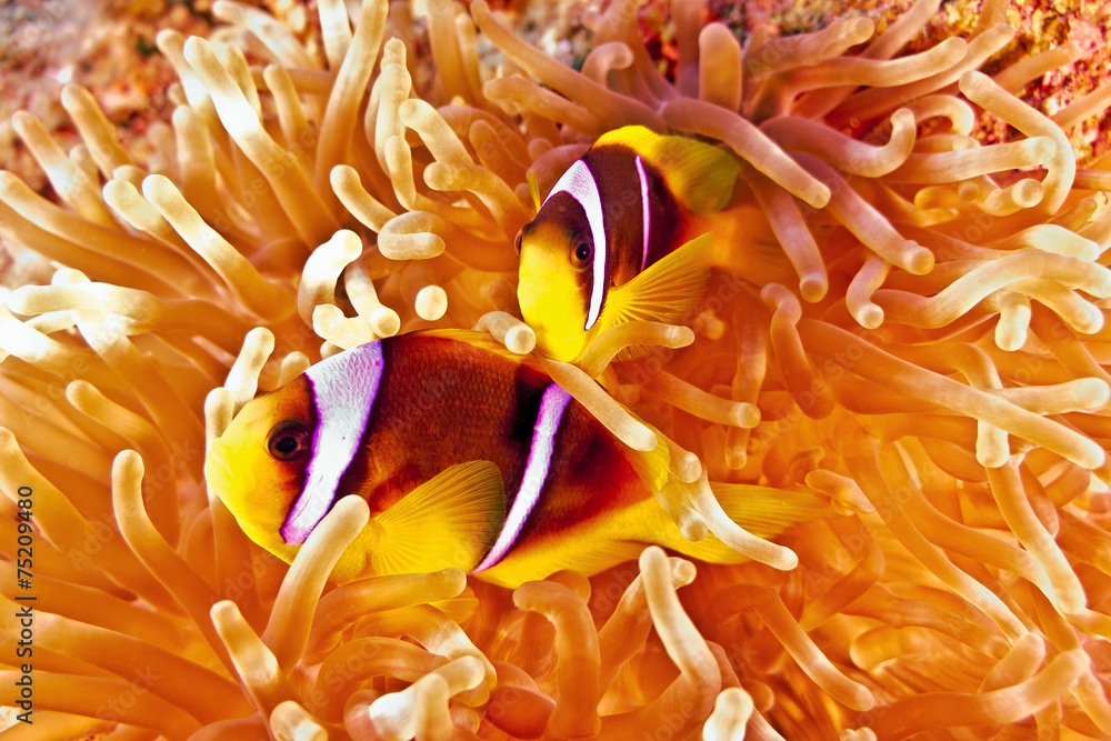 Anemonefish