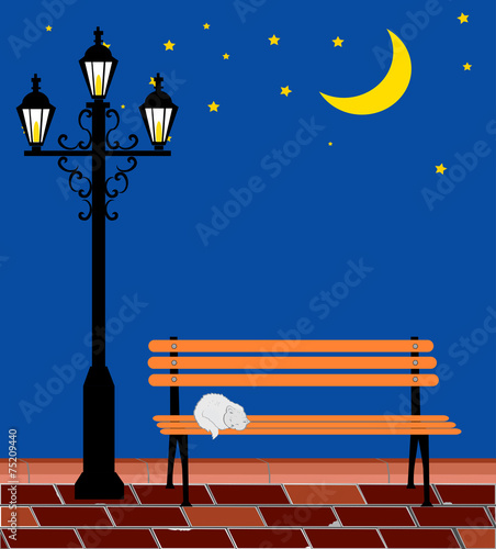 Cat and night