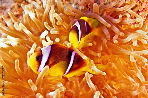 Obraz na płótnie Anemonefish w salonie
