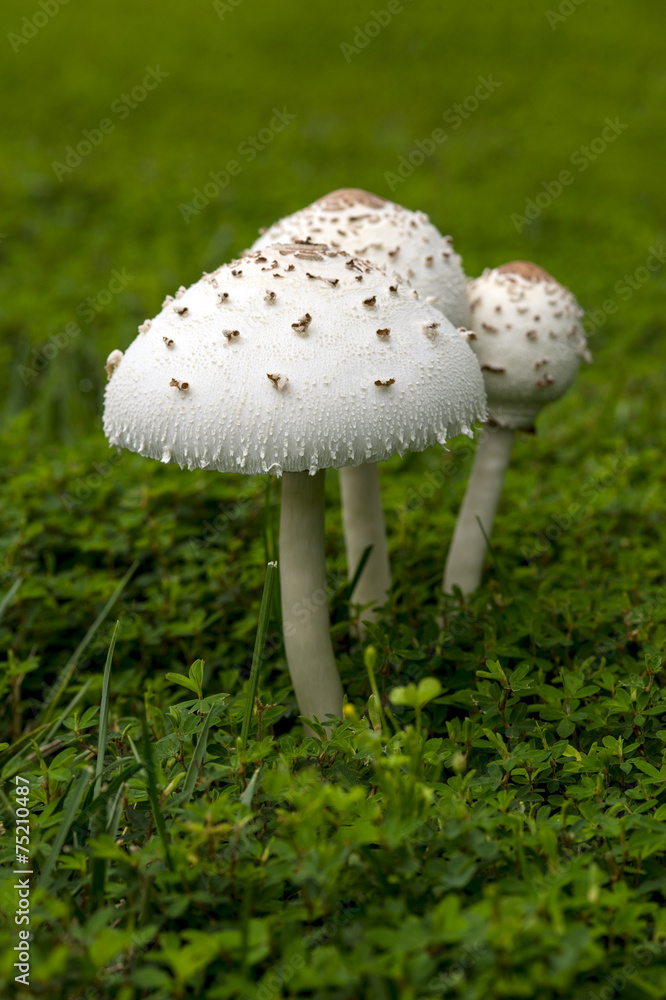Mushroom Mushroom