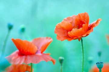 Handdoek met foto Koraalgroen Rode klaproos in bloei  © konzeptm