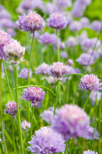 Garlic flowers