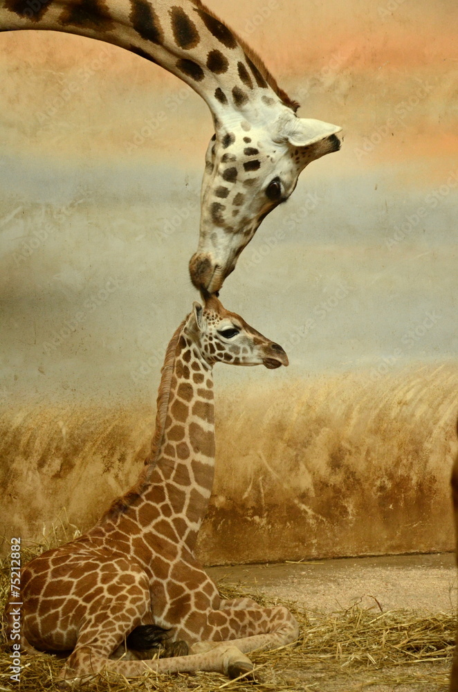 Fototapeta premium Mother-giraffe and baby-giraffe
