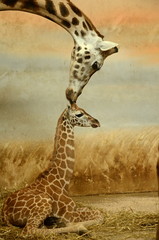 Leinwandbilder Giraffe Giraffenmutter mit Jungtier in Savanne  © tom449c